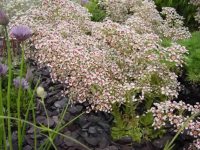 Saxifraga Southside Seedling